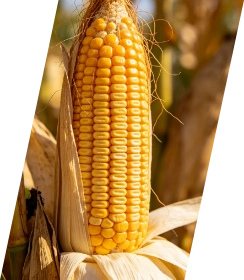 Corn processing