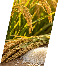 Rice milling