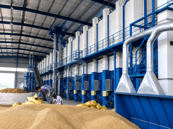 How Does Paddy Drying Affect Broken Rice Rate and Milling Yield?