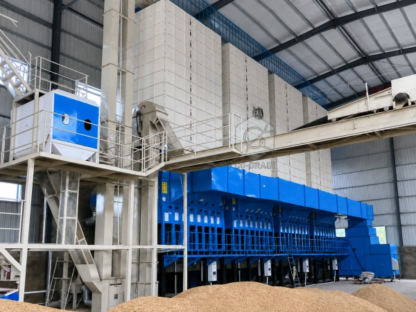 Paddy Drying Temperature and Moisture: How to Reduce Grain Cracking